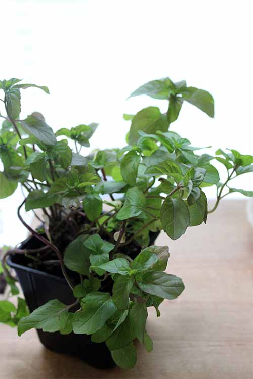 Chocolate mint plant recipes information