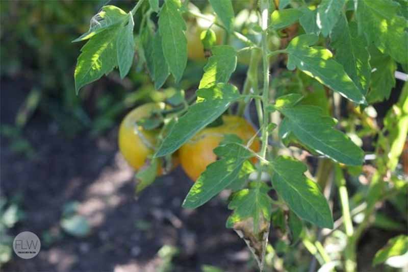 Yellow tomatoes growing on a plant with green leaves.