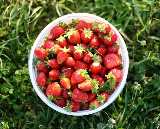 Freshly Picked Strawberries