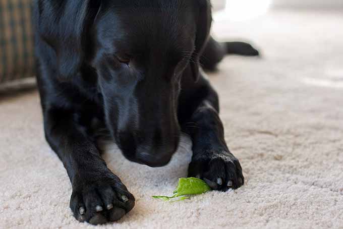 A black Labrador Retriever eating a fresh pea pod.