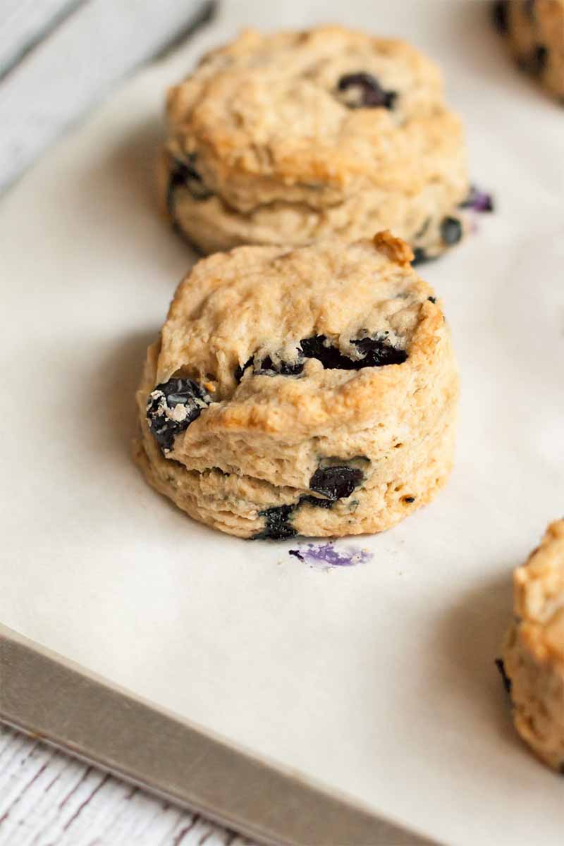 Vertical image of two round scones studded with fresh berries, on a rimless baking sheet lined with white parchment paper.
