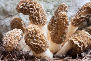 How to Dehydrate Morel Mushrooms