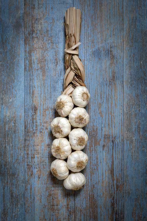 Besides being super tasty in various cuisines throughout the world, garlic is highly regarded as a preventative against heart disease, high blood pressure, and stroke, as well as colds, bronchitis, & infections. Read more now about all of the various wonders this super herb is capable of.
