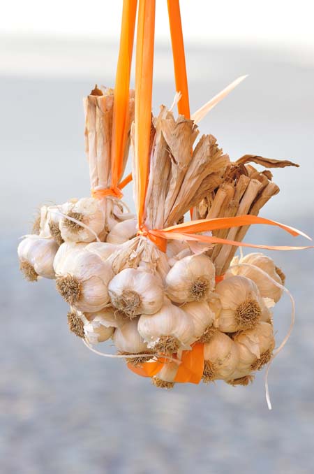  Bouquet of garlic bulbs hanging to dry - Foodal.com