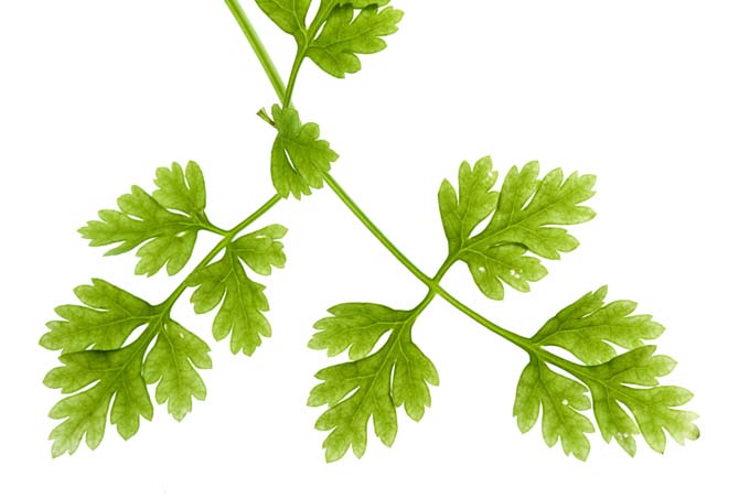 Chervil is an uncommon herb used both in cuisine and as a tea for its healthy effects | Foodal.com