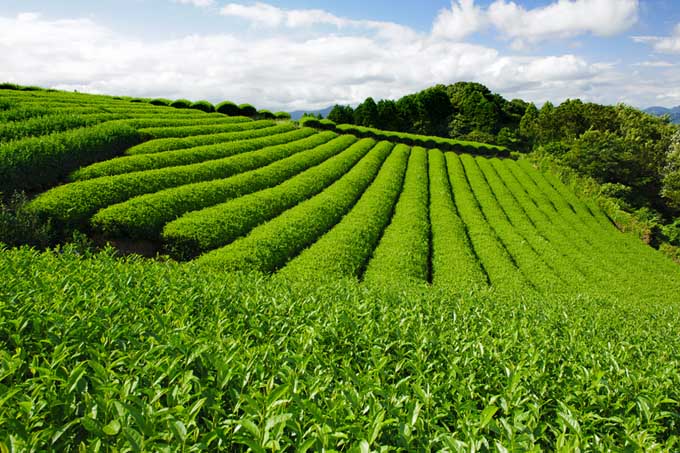 Gyokuro green tea plantation at Nihondaira Shizuoka - Japan | Foodal.com