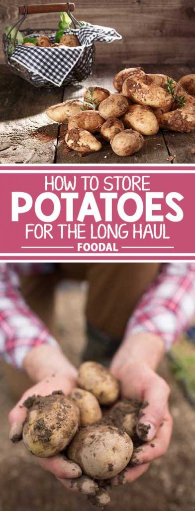 Ever had a bumper crop of potatoes that could never keep more than a month? If so, read our guide that delves into tips for storage and long-lasting spuds!