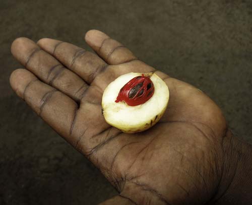 Nutmeg and Mace in Hand | Foodal.com