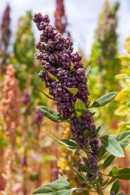 Beautiful, tasty, and healthy - The Quinoa Plant