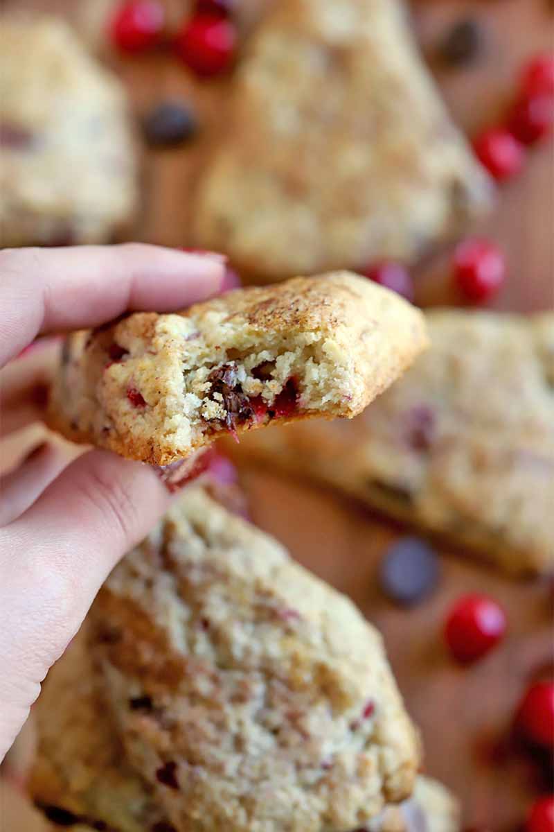 A woman's hand with red manicured nails holds a scone up to the camera. A bite has been taken out of it to show the interior crumb. With more of the baked goods, whole cranberries, and chocolate chips on a brown surface in soft focus in the background.