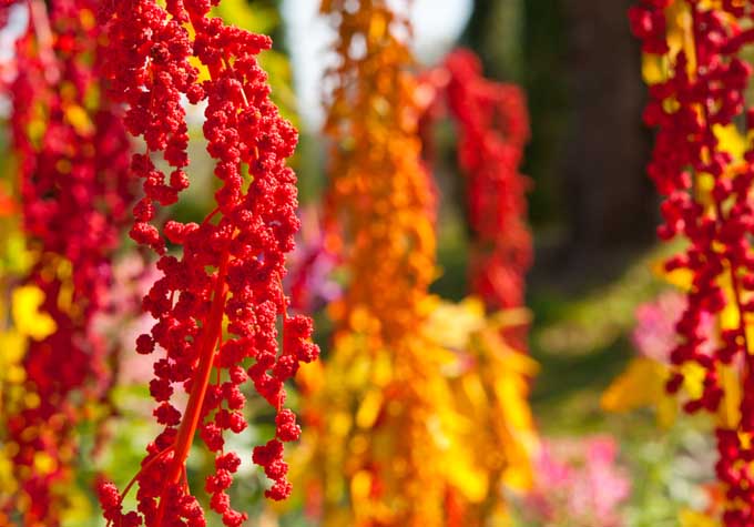 The Healthy Quinoa Plant | Foodal.com