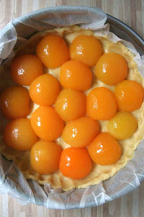 Line a springform pan with a buttery crust, arrange apricot halves for a beautiful presentation, and pour custard filling over the top - that's all it takes to make this scrumptious dessert at home! We've got the recipe: https://foodal.com/recipes/desserts/moms-best-apricot-tart/ 