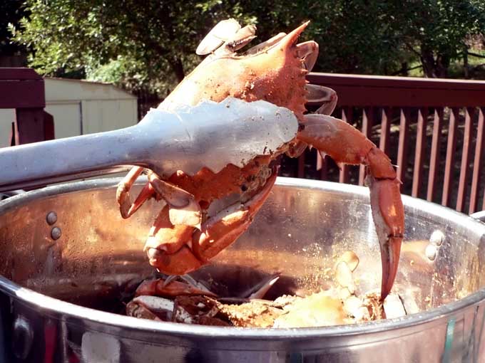 Stockpot With Strainer Aluminum Steel Steam Boil Pot Fryer Lobster Crab Pasta 