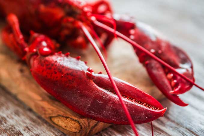 4 Ways to Cook Lobster | Foodal.com
