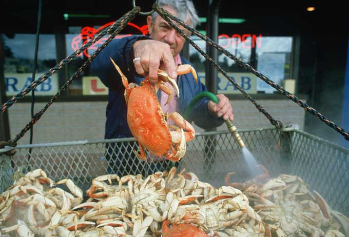 Fresh Oregon Crab | Foodal.com