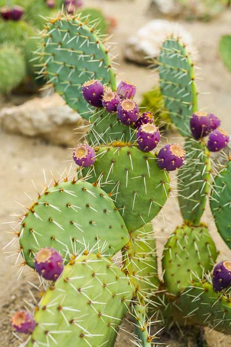Prickly Pear Cactus with fruit | Foodal.com