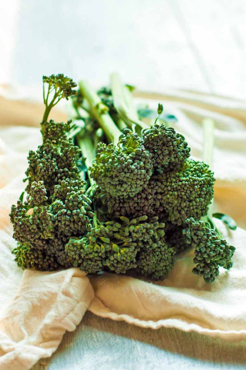 A bunch of green broccolini on a gathered beige cloth, in bright light.