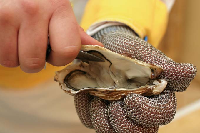 How to Shuck Oysters | Foodal.com