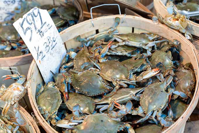 live crab for sale near me