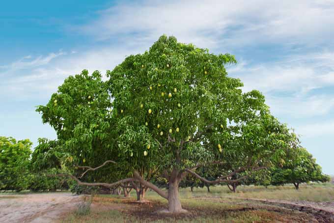 Mango Tree | Foodal.com