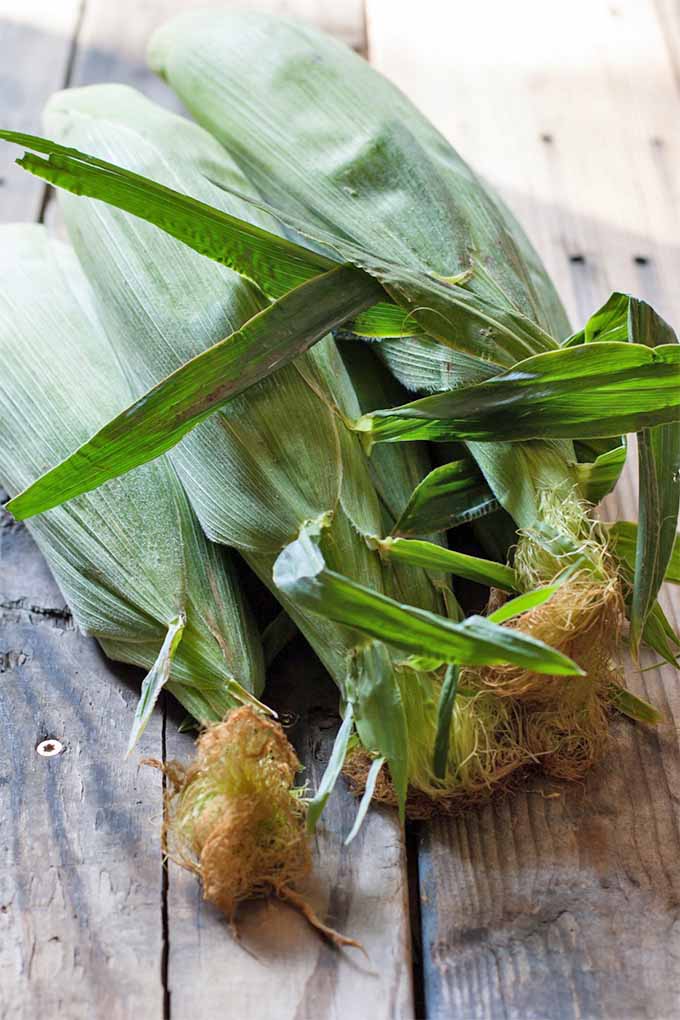 Several ears of corn in green husks with brown and yellow cornsilk at the top of each.