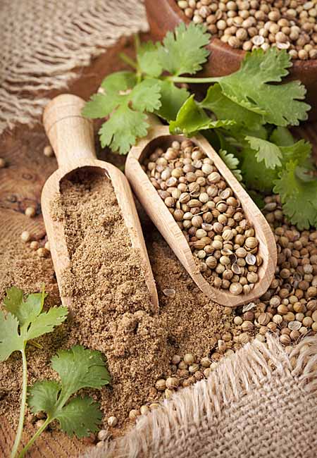 Using Coriander to spice up your meals | Foodal.com