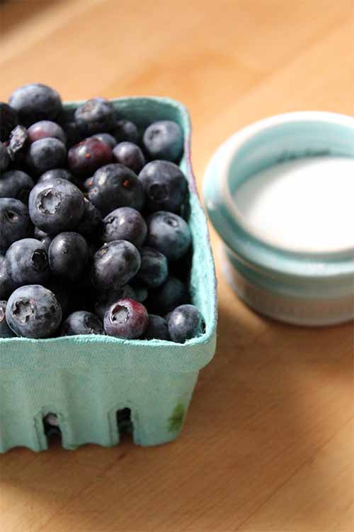 Combine fresh blueberries and sugar to make homemade jam to swirl in these homemade frozen yogurt popsicles. We share the recipe: https://foodal.com/recipes/breakfast/frozen-yogurt-popsicle-with-oats-and-blueberry-jam/
