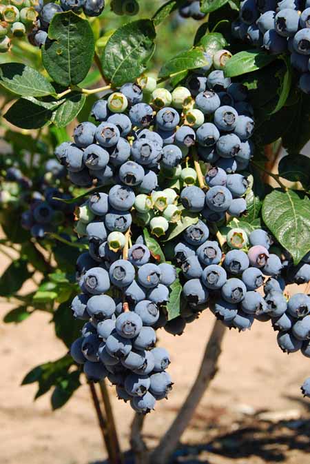 Growing Blueberries | Foodal.com