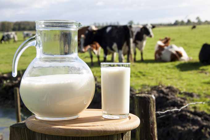 Organic - How to Choose the Perfect Milk for Your Coffee | Foodal.com