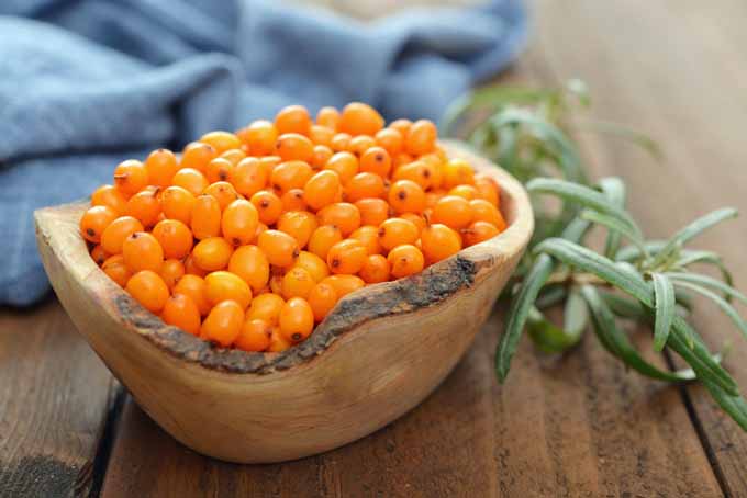 Sea Buckthorn: The Superfood You’ve Probably Never Heard Of