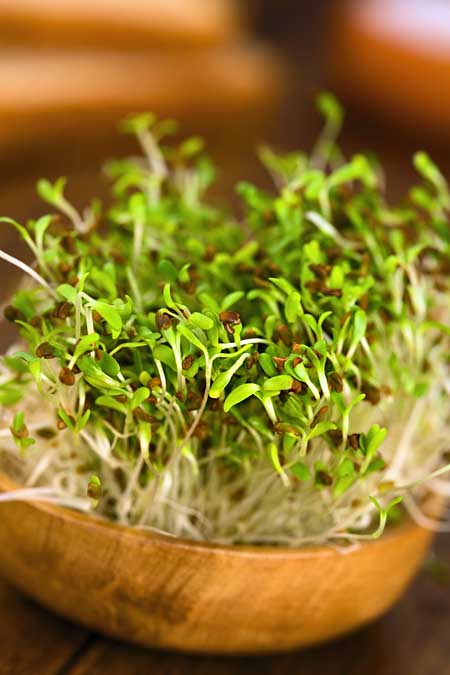 Sprouting 101: Bowl of Fresh Alfalfa |Foodal.com