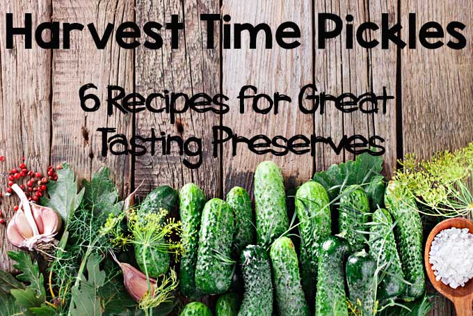 Six great homemade pickle recipes | Foodal.com