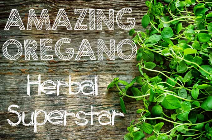 Amazing Oregano - Herbal Superstar | Foodal. com