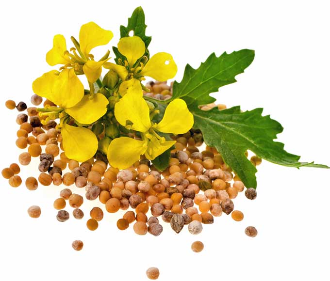 Mustard Flowers and Seeds | Foodal.com
