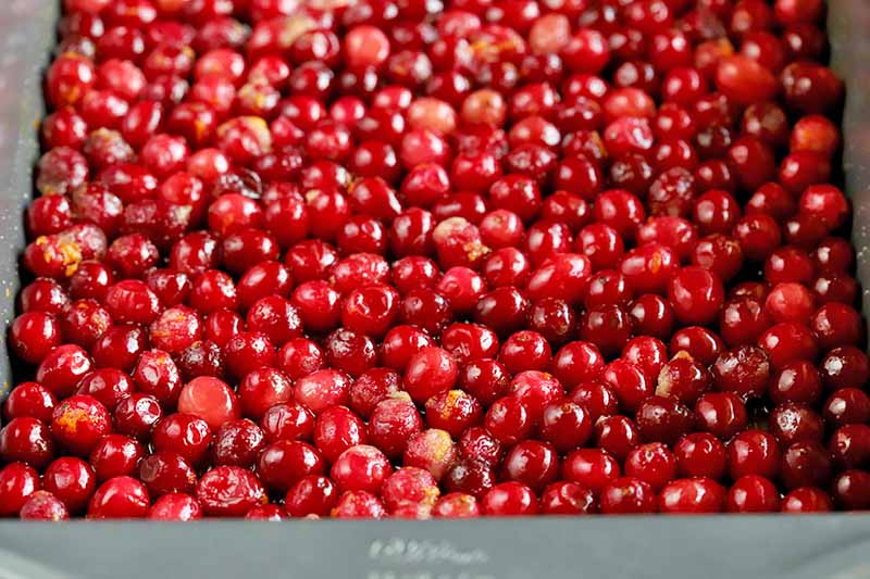Whole cranberries arranged in a single layer on a metal baking sheet.
