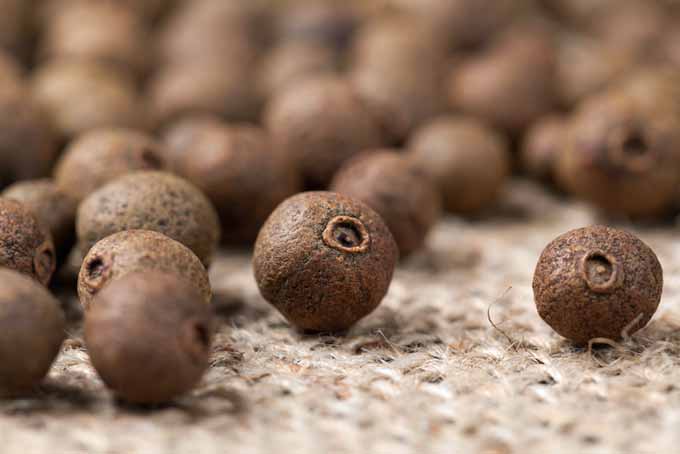 Macro close up image of a allspice berries with selective focus.