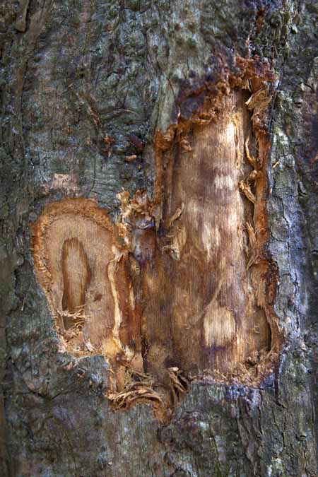 Close up of where the bark has been removed from a cinnamon tree.