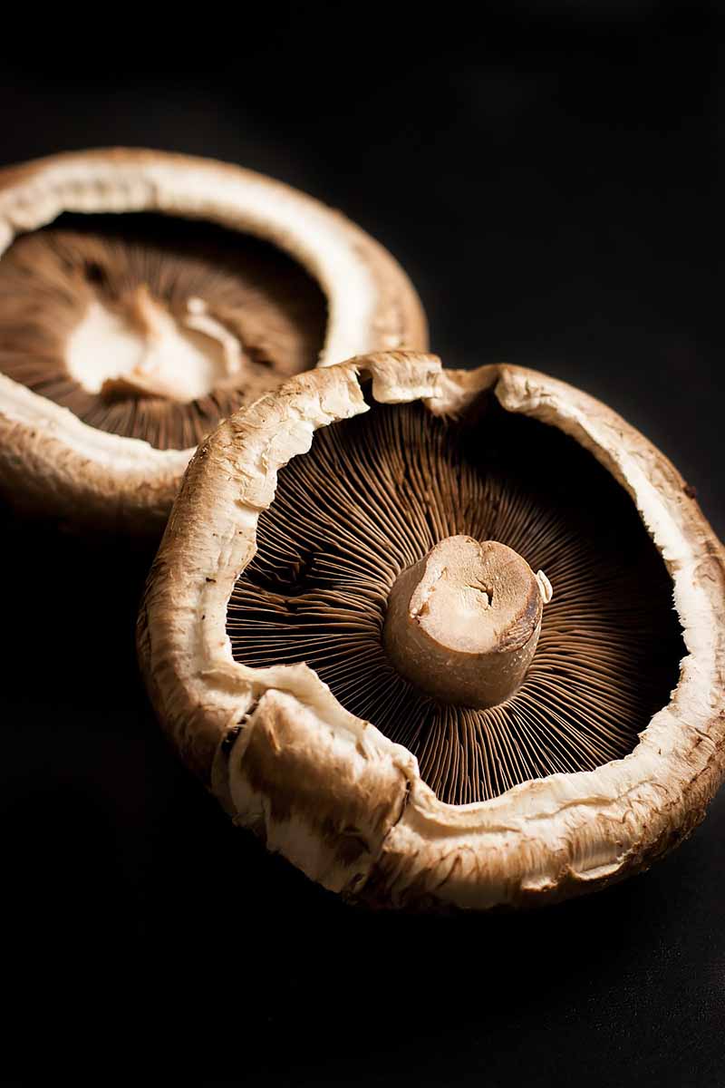 Vertical image of the underside of fresh mushrooms.