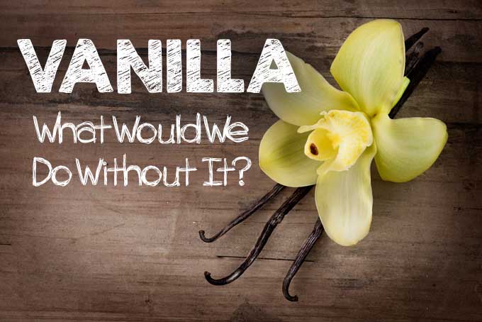 Vanilla: What Would We Do Without It? | Foodal.com