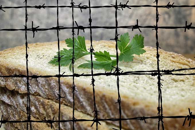 Sliced bread topped with a sprig of flat leaf parsley, behind barbed wire.