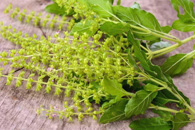 Holy basil can help to treat fever, headaches, asthma, lung disorders, heart disease, muscle strains, and stress | Foodal.com