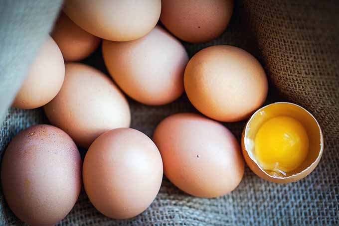 Brown Eggs and Yolk | Foodal.com