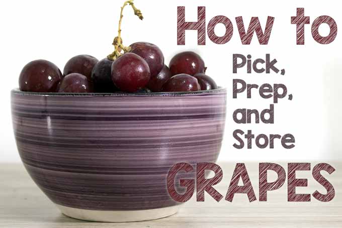 How to Pick Prep Store Grapes | Foodal.com