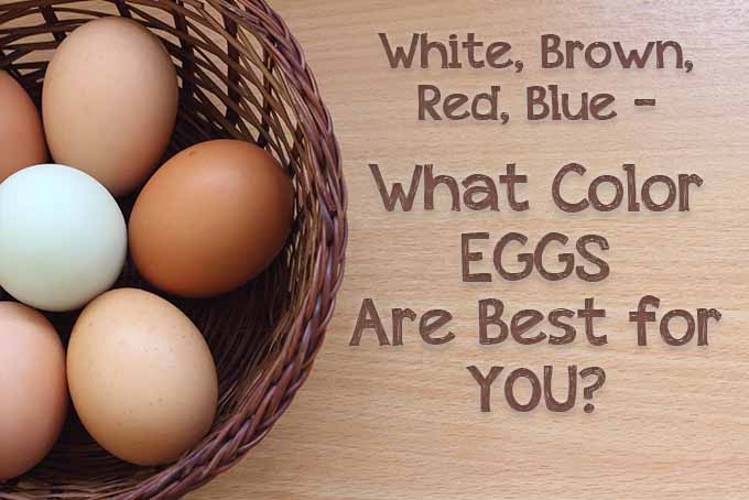 What Color Eggs Are Best? | Foodal.com