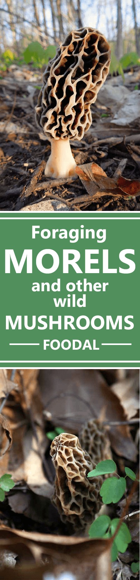 It's morel season! Will you forage for morels or cook with them this spring? If you’re confident and ready to get a bit wild, you don’t need an expert – as long as you're armed with good information. Learn all about foraging, identifying species, cooking, and even the health benefits of the mushroom, plus info on two more of our other favorite gourmet wild varieties. Read on to explore this great beginner’s guide from Foodal. https://foodal.com/knowledge/paleo/morels-and-wild-mushrooms/