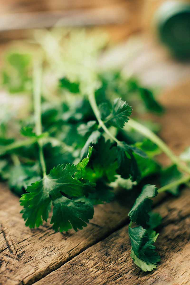 Vertical image of fresh cilantro leaves on a wooden surface.
