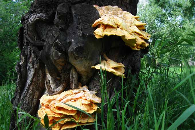 Chicken of the Woods in the Wild | Foodal.com