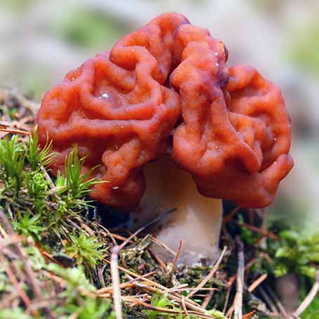 False Morel Mushroom | Foodal.com