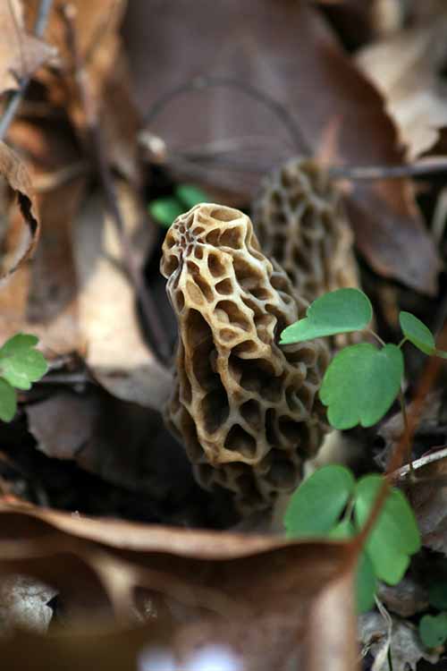 Will you forage for morels or cook with them this spring? If you’re confident and ready to get a bit wild, you don’t need an expert – as long as you're armed with good information. Read more on Foodal: https://foodal.com/knowledge/paleo/morels-and-wild-mushrooms/