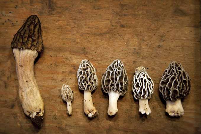 Foraging Morels & Other Wild Mushrooms | Foodal.com